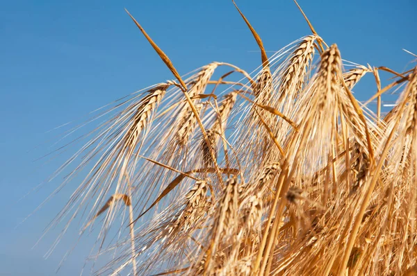 tahıl olgun kulaklarını kapat