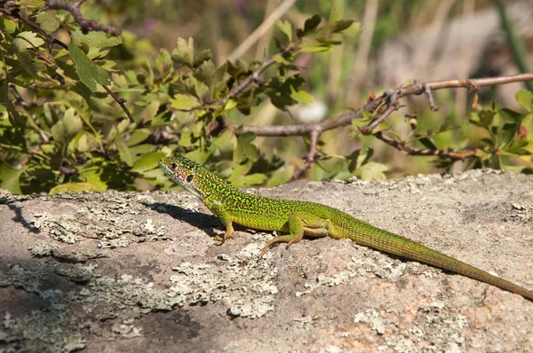 kertenkele yalanlar üzerine bir kaya