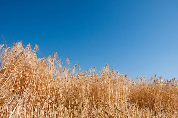 Mısır gevreği alan ile gök