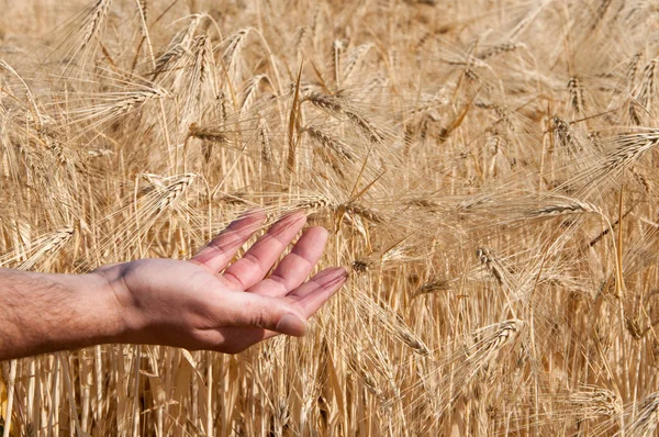 Mısır gevreği alan el ile