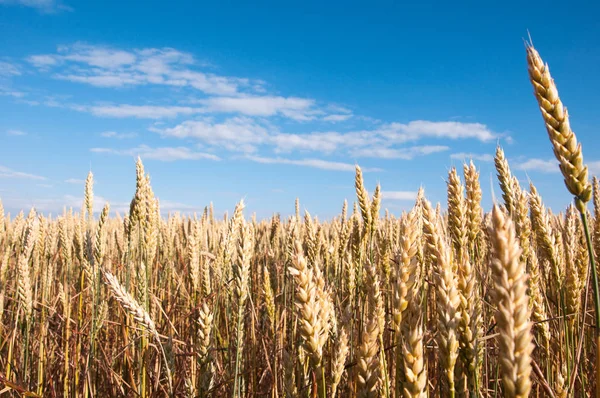 Mısır gevreği alan gökyüzü ile yakın çekim