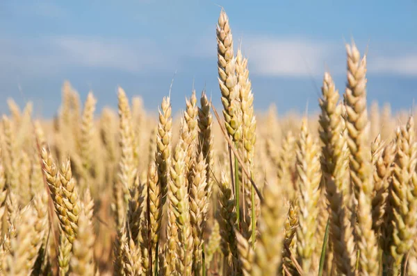 tahıl olgun kulaklarını kapat