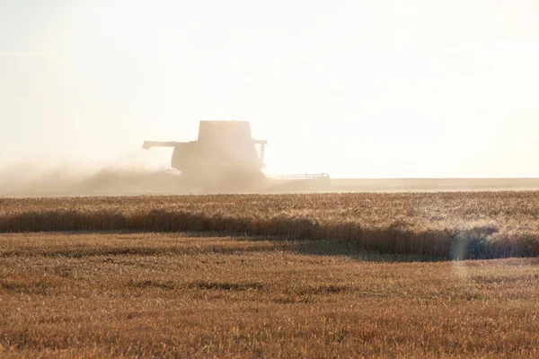 Buğday alanında bir günbatımı hasat birleştirmek.