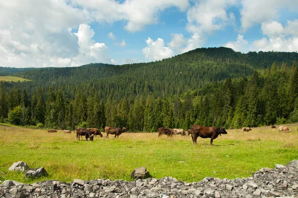 Karpatlar bir çayır inek otlatmak