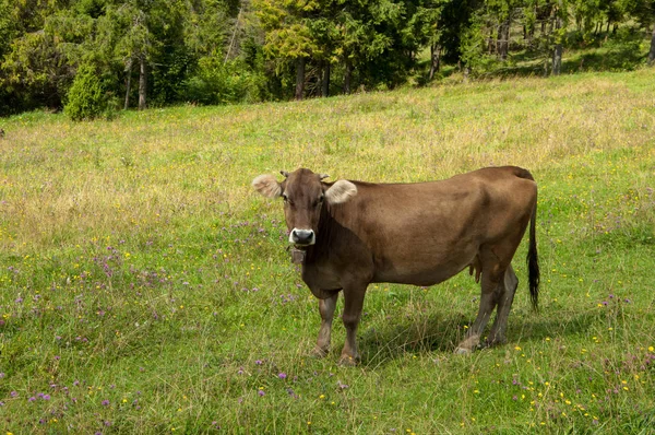 Karpatlar bir çayır inek grazes