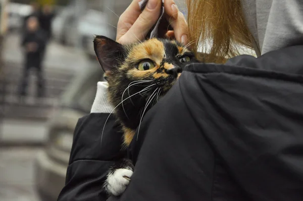 evsiz küçük kedi ana bulundu