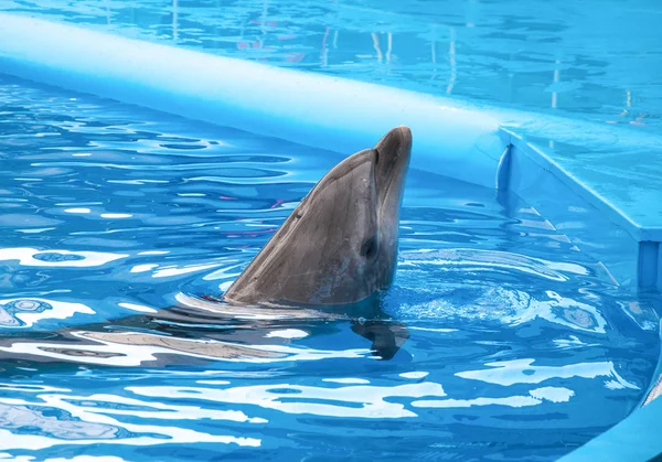 Delfín Espectáculo Delfinario — Foto de Stock