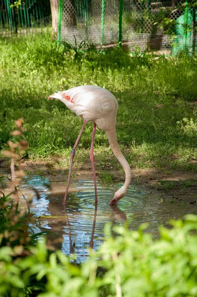 Hayvanat bahçesindeki pembe flamingo