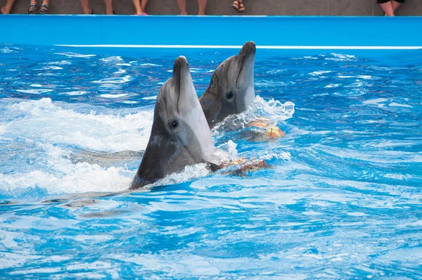 Pareja Delfines Espectáculo Delfinario — Foto de Stock