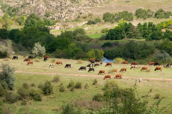 Granit canyon adlı bir çayırda inek otlatmak