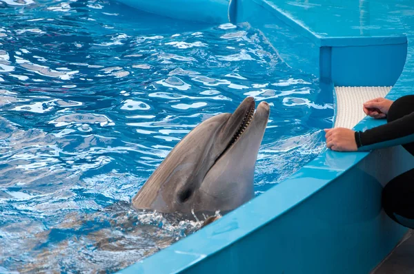 Dolphin Show Dolphinarium — Stock Photo, Image