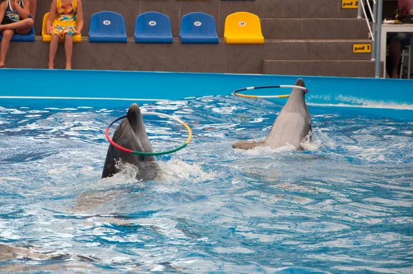 Par Delfines Espectáculo Delfinario — Foto de Stock