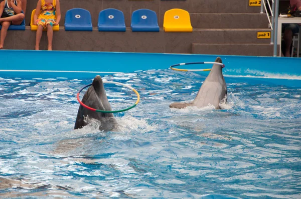 Yunuslar Dolphinarium fuarında çifti