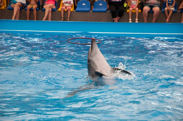 Delfines Espectáculo Delfinario — Foto de Stock