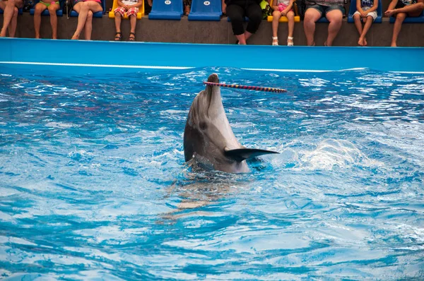 Delfín Espectáculo Delfinario — Foto de Stock