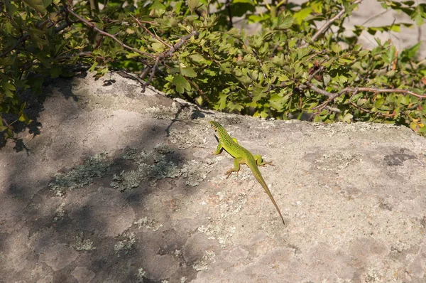 kertenkele yalanlar üzerine bir kaya