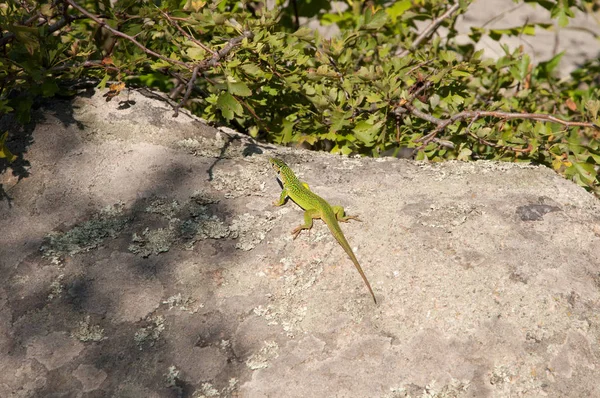 kertenkele yalanlar üzerine bir kaya