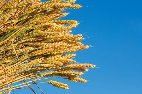 arpa kulakları olgun izole