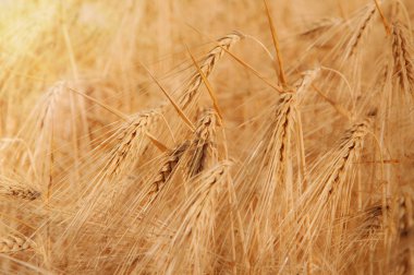 Olgun buğday tarlası