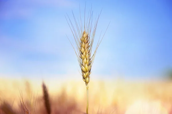 Olgun buğday tarlası