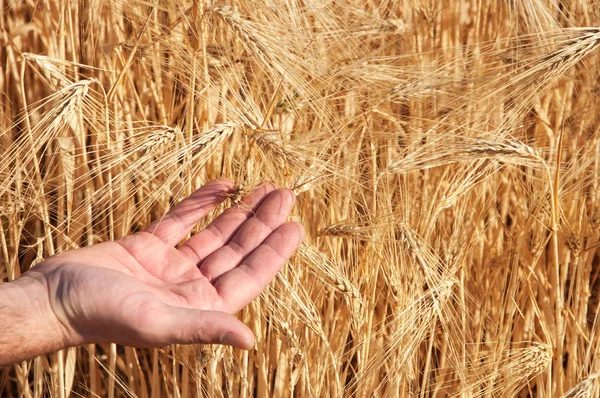 Olgun buğday tarlası