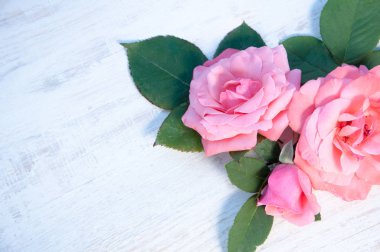 Beyaz arkaplanda güller