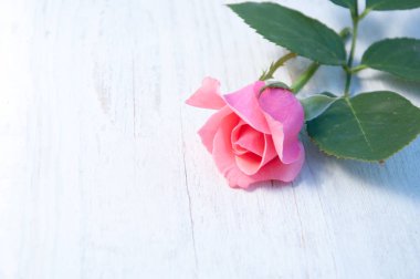 beyaz arkaplanda gül