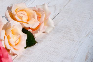 Beyaz arkaplanda güller