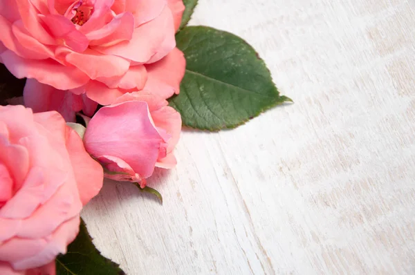 Beyaz arkaplanda güller