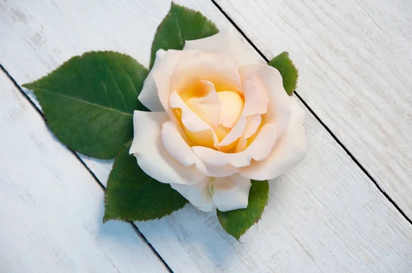 beyaz arkaplanda gül