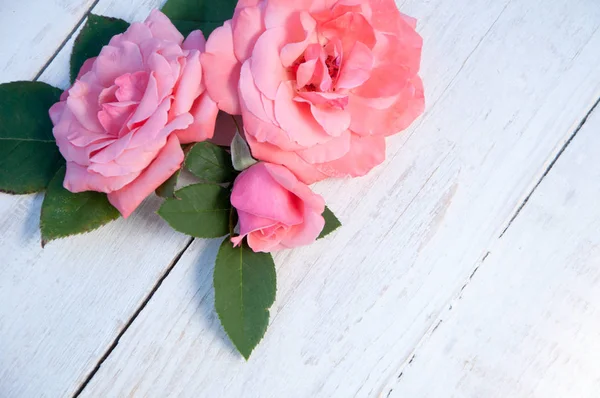 Beyaz arkaplanda güller