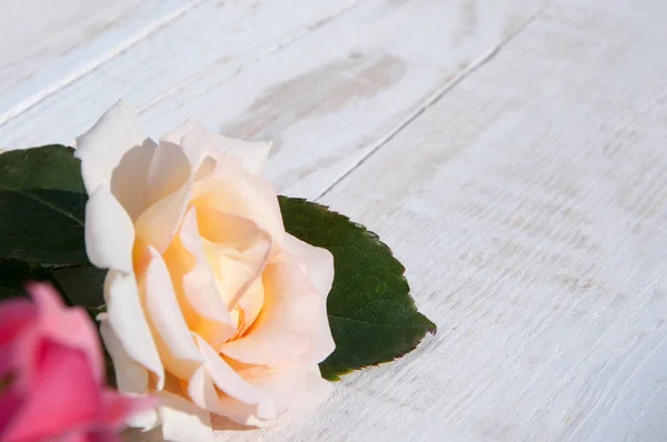 Beyaz arkaplanda güller