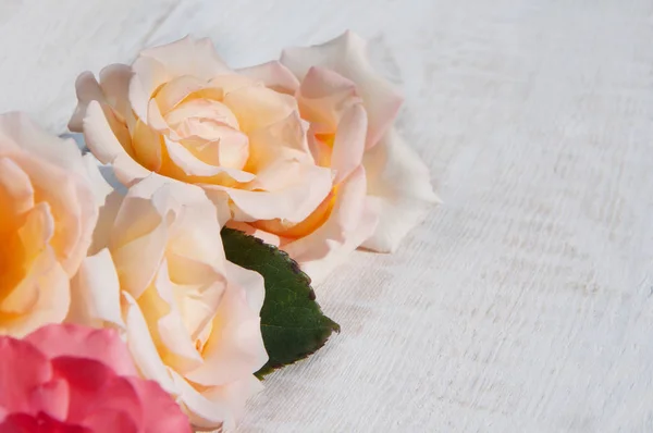 Beyaz arkaplanda güller