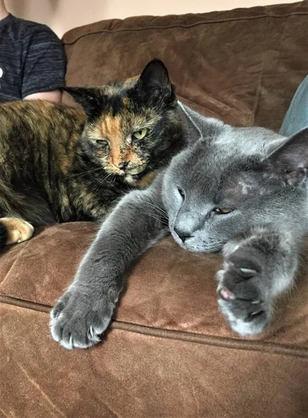 Nahaufnahme Von Zwei Katzen Einem Russisch Blauen Rüden Und Einem — Stockfoto