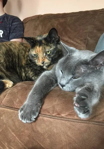 Nahaufnahme Von Zwei Katzen Einem Russisch Blauen Rüden Und Einem — Stockfoto