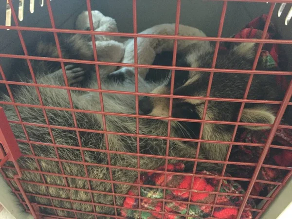 Egy Megmentett Sérült Alvó Mosómedve Egy Macskahordozó Ketrecben — Stock Fotó