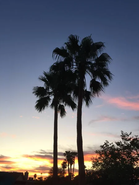 Färgglad Solnedgång Med Palmträdsiluetter Över Scottsdale Arizona — Stockfoto