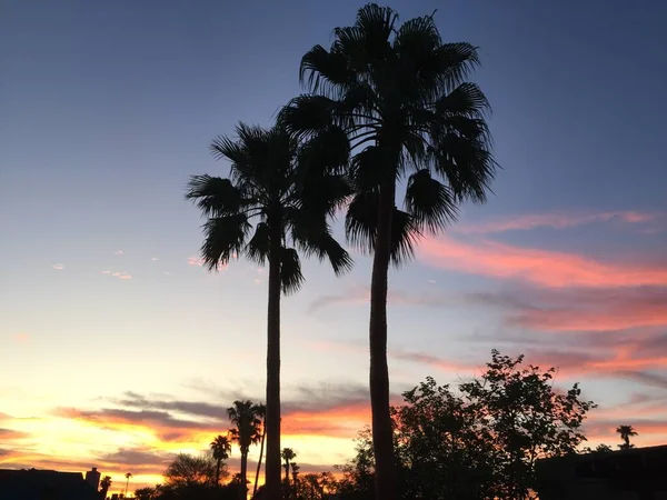 Farbenfroher Sonnenuntergang Mit Palmensilhouetten Über Scottsdale Arizona — Stockfoto