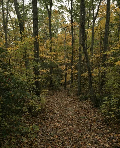 Vista Uma Trilha Caminhada Outono Com Folhas Caídas Cobrindo Chão — Fotografia de Stock