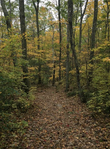 Vista Una Ruta Senderismo Otoño Con Hojas Caídas Cubriendo Suelo — Foto de Stock