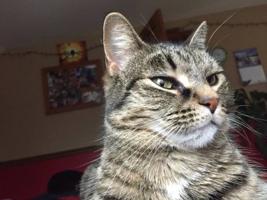 Güneş ışığında çizgili bir tekir kediye yaklaş