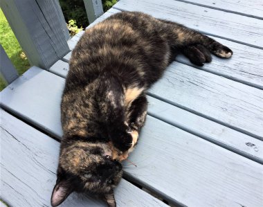 Nadir bir erkek kaplumbağa kabuğu kedisi ahşap bir güvertede yatarken yaprağıyla oynar, kaplumbağa kabuğu kedileri neredeyse her zaman dişidir.