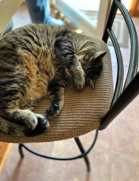 Een Schattige Gestreepte Tabby Kat Die Zijn Ogen Bedekt Met — Stockfoto