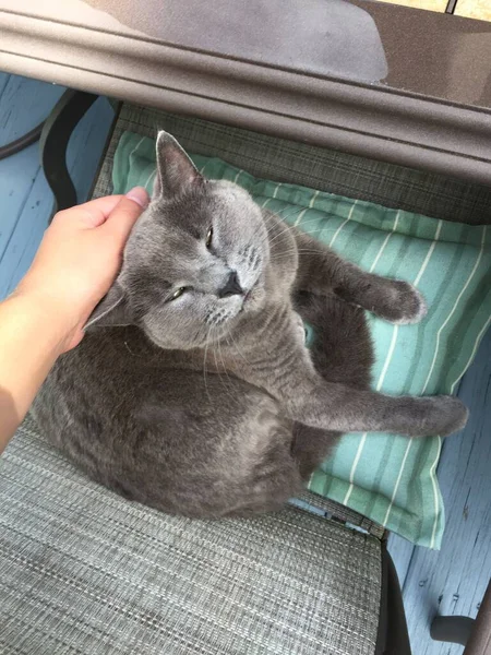 Gato Azul Russo Cinza Feliz Que Coloca Uma Cadeira Enquanto — Fotografia de Stock