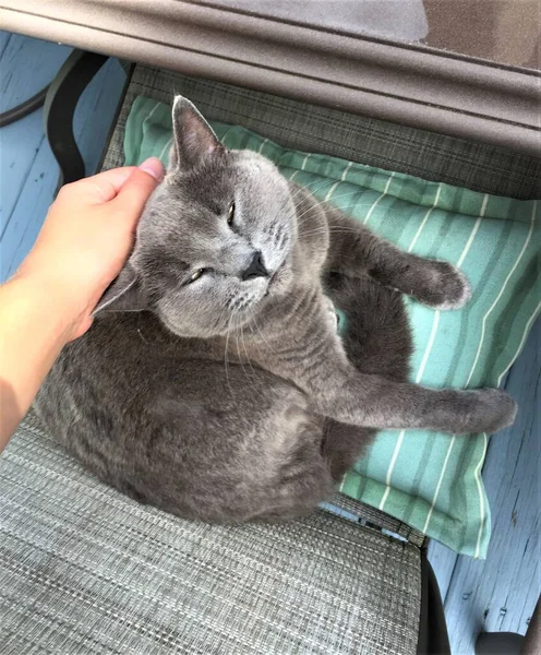 一只快乐的灰色俄罗斯蓝猫躺在椅子上当宠物 — 图库照片
