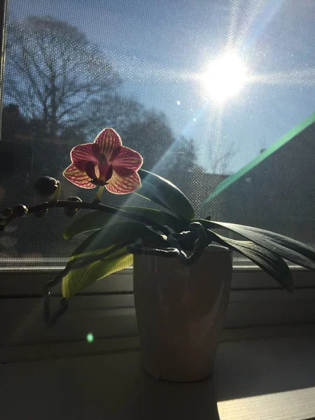 Vista Cerca Una Flor Floreciente Orquídea Alféizar Ventana Día Soleado — Foto de Stock