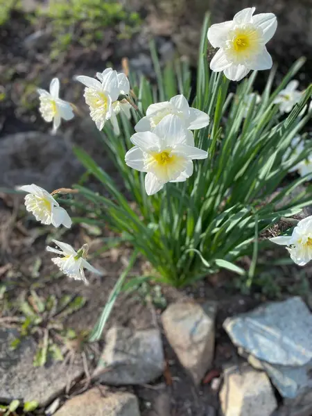 İlkbaharda çiçek açan nergis çiçeklerinin yakın görüntüsü 