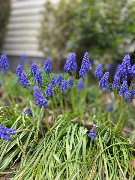 Vista Hermosas Flores Jacinto Uva También Conocido Como Muscari Día — Foto de Stock