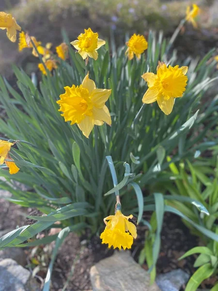 İlkbaharda çiçek açan nergis çiçeklerinin yakın görüntüsü 