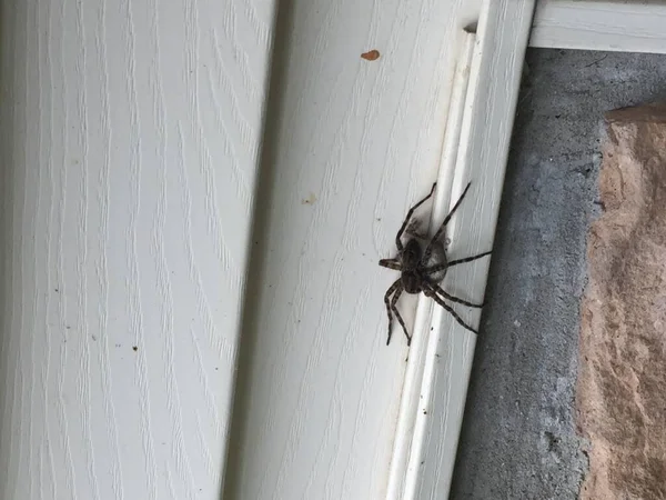 一只带着卵囊的雌性蜘蛛 很可能是深色的捕鱼蜘蛛 带着卵囊站在有蛾的房子的侧面 — 图库照片